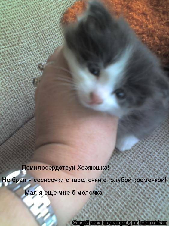 Котоматрица: Помилосердствуй Хозяюшка!  Не брал я сосисочки с тарелочки с голубой коемочкой! Мал я еще мне б молочка!