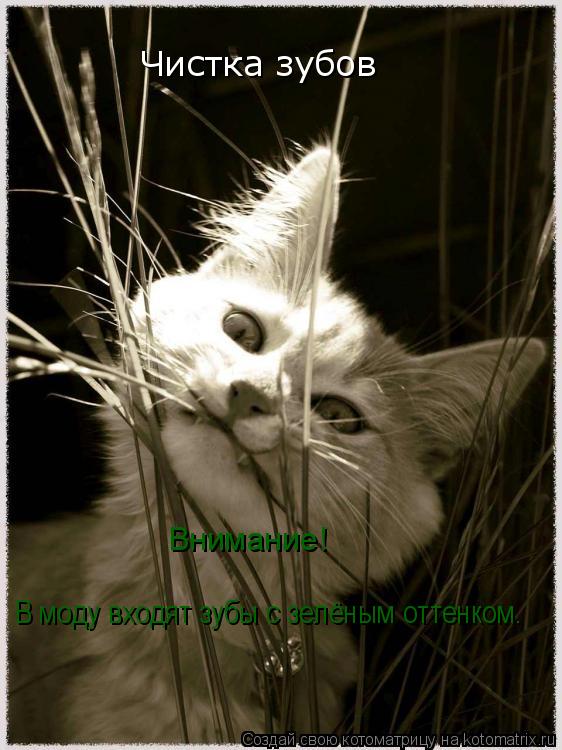 Котоматрица: Чистка зубов Внимание! В моду входят зубы с зелёным оттенком.
