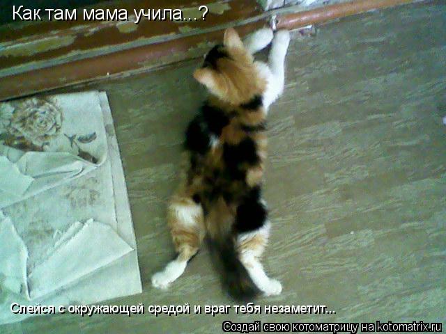 Котоматрица: Как там мама учила...? Слейся с окружающей средой и враг тебя незаметит...