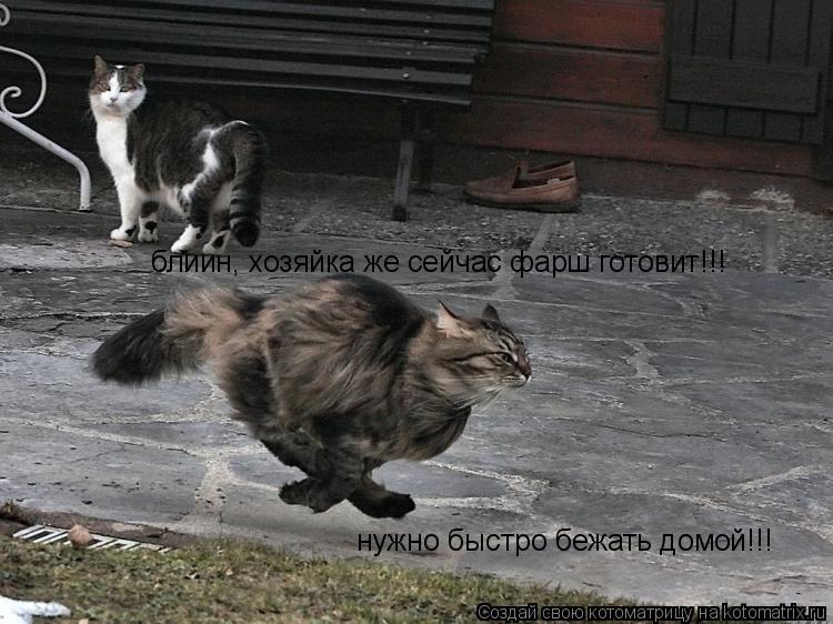 блиин, хозяйка же сейчас фарш готовит!!! нужно быстро бежать домой!!!... Котоматрица: блиин, хозяйка же сейчас фарш готовит!!! нужно быстро бежать домой!!!
