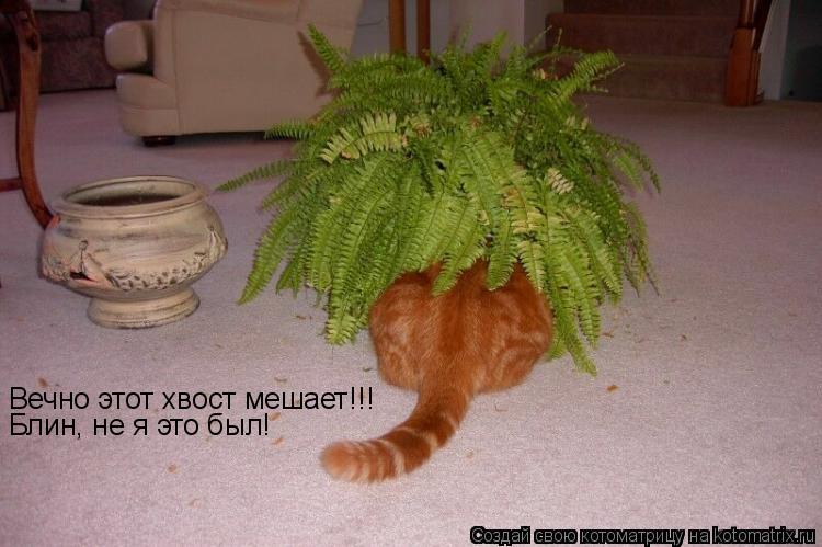 Вечно этот хвост мешает!!! Блин, не я это был!... Котоматрица: Вечно этот хвост мешает!!! Блин, не я это был!