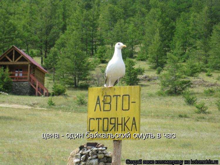 цена - один байкальский омуль в час... Котоматрица: цена - один байкальский омуль в час