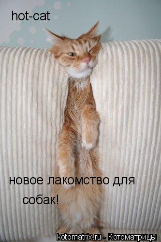 hot-cat новое лакомство для собак!... Котоматрица: hot-cat новое лакомство для собак!