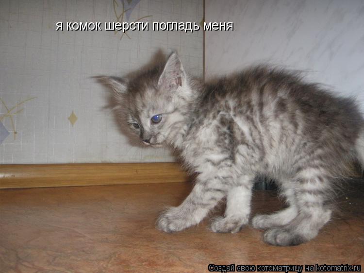 Котоматрица: я комок шерсти погладь меня