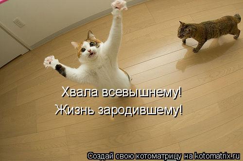 Котоматрица: Хвала всевышнему! Жизнь зародившему!