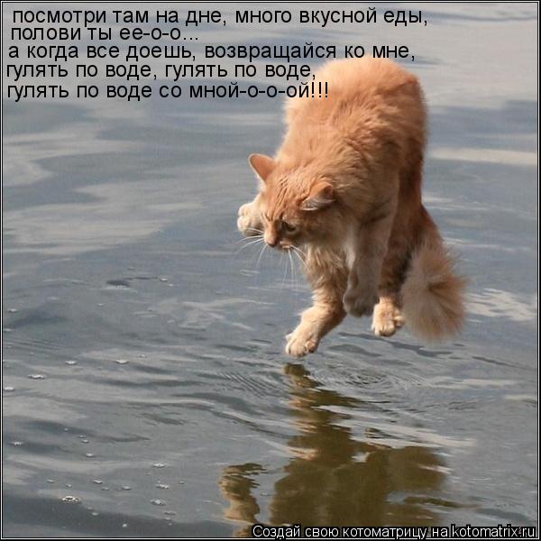 Котоматрица: посмотри там на дне, много вкусной еды, полови ты еe-о-о... а когда все доешь, возвращайся ко мне, гулять по воде, гулять по воде, гулять по воде 