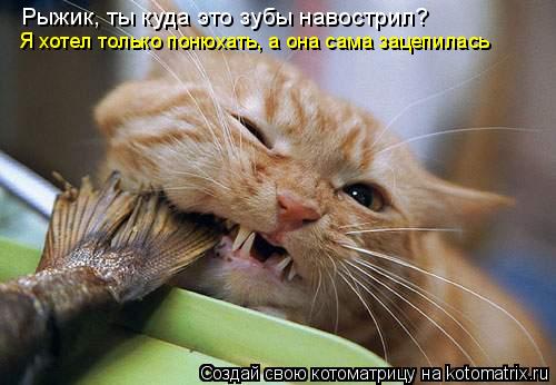 Котоматрица: Рыжик, ты куда это зубы навострил? Я хотел только понюхать, а она сама зацепилась