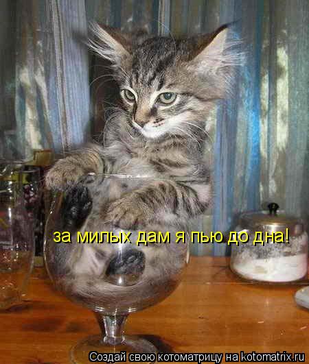 Котоматрица: за милых дам я пью до дна!