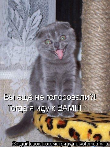 Котоматрица: Вы ещё не голосовали?! Тогда я иду к ВАМ!!!
