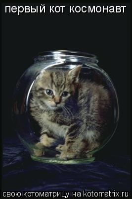Котоматрица: первый кот космонавт