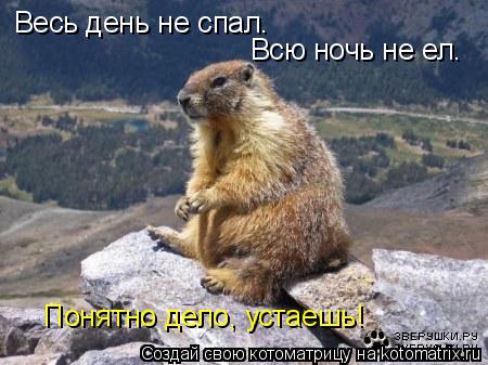Котоматрица: Весь день не спал.  Всю ночь не ел.  Понятно дело, устаешь!