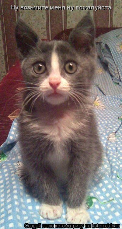Котоматрица: Ну возьмите меня ну пожалуйста
