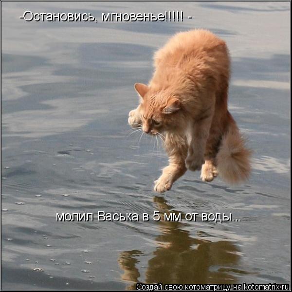 Котоматрица: -Остановись, мгновенье!!!!! - молил Васька в 5 мм от воды...