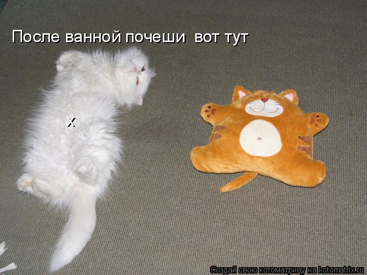 Котоматрица: После ванной почеши  вот тут х