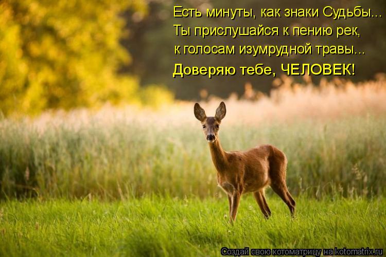 Ты прислушайся к пению рек, к голосам изумрудной травы….. Доверяю тебе, ЧЕЛОВЕК! Есть минуты, как зна... Котоматрица: Ты прислушайся к пению рек, к голосам изумрудной травы….. Доверяю тебе, ЧЕЛОВЕК! Есть минуты, как знаки Судьбы...
