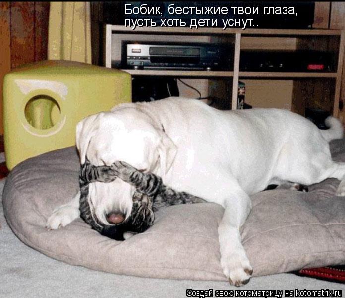 Бобик, бестыжие твои глаза, пусть хоть дети уснут..... Котоматрица: Бобик, бестыжие твои глаза, пусть хоть дети уснут..
