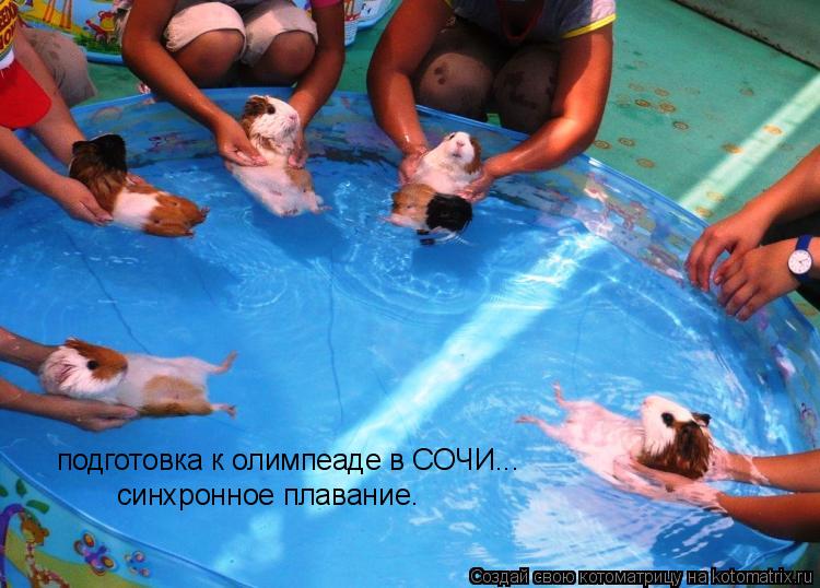 подготовка к олимпеаде в СОЧИ... синхронное плавание.... Котоматрица: подготовка к олимпеаде в СОЧИ... синхронное плавание.