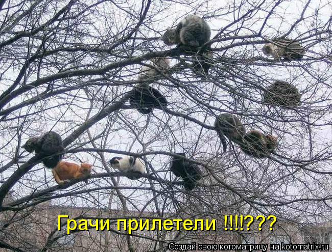 Грачи прилетели !!!!???... Котоматрица: Грачи прилетели !!!!???