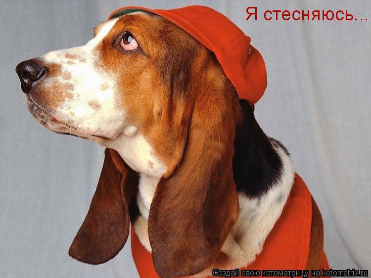 Я стесняюсь....... Котоматрица: Я стесняюсь....