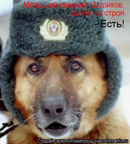 - Младший сержант Шариков, выйти из строя. - Есть!... Котоматрица: - Младший сержант Шариков, выйти из строя. - Есть!