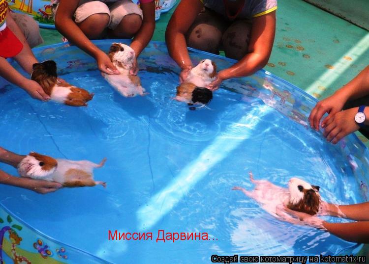 Миссия Дарвина...... Котоматрица: Миссия Дарвина...