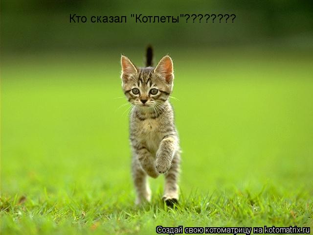 Котоматрица: Кто сказал "Котлеты"????????