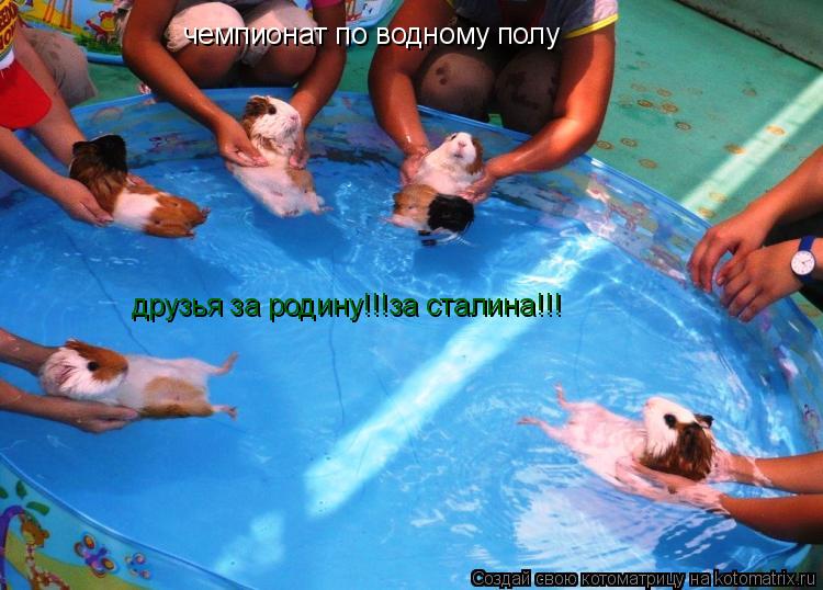 Котоматрица: чемпионат по водному полу друзья за родину!!!за сталина!!!