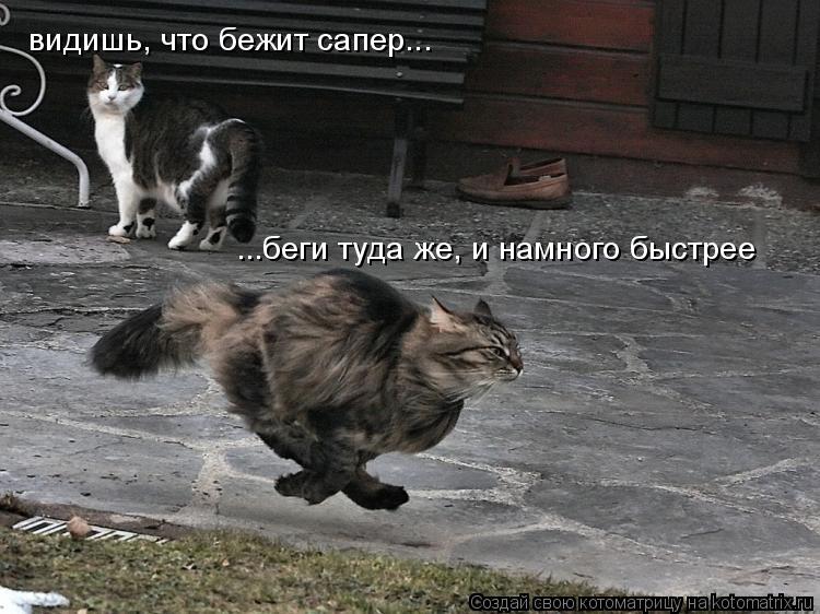 Котоматрица: видишь, что бежит сапер... ...беги туда же, и намного быстрее