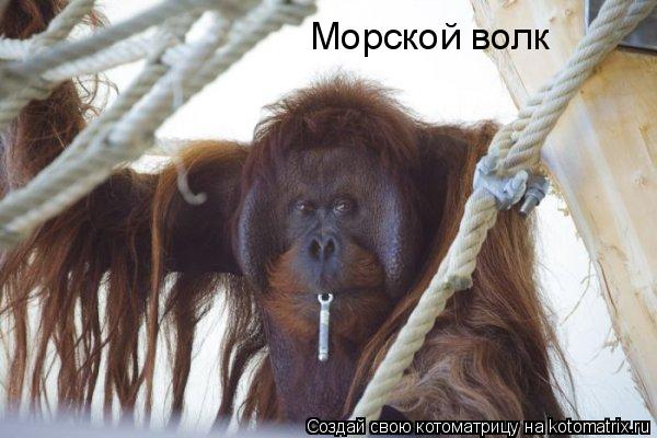 Котоматрица: Морской волк