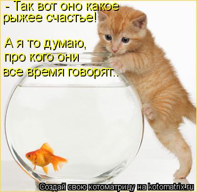 Котоматрица: - Так вот оно какое рыжее счастье! А я то думаю, про кого они  все время говорят..