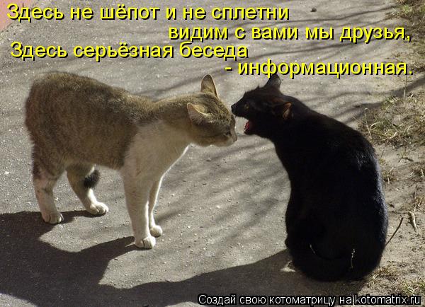 Котоматрица: Здесь не шёпот и не сплетни  видим с вами мы друзья,  Здесь серьёзная беседа - информационная.