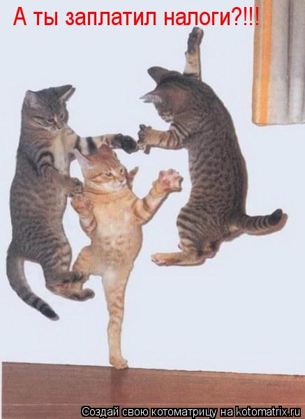 Котоматрица: А ты заплатил налоги?!!!