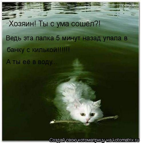 Котоматрица: Хозяин! Ты с ума сошёл?! Ведь эта палка 5 минут назад упала в  банку с килькой!!!!!! А ты её в воду...