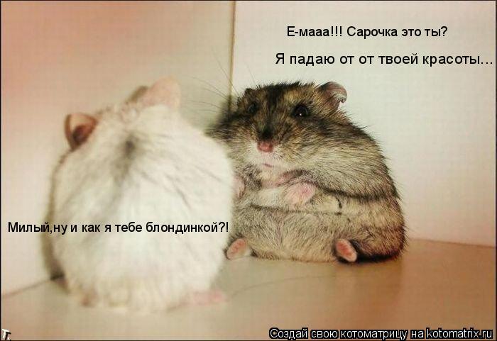 Котоматрица: Милый,ну и как я тебе блондинкой?! Е-мааа!!! Сарочка это ты?  Я падаю от от твоей красоты...