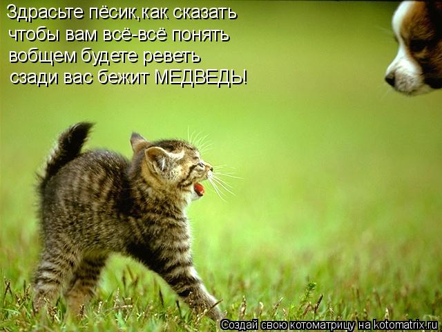 Котоматрица: Здрасьте пёсик,как сказать чтобы вам всё-всё понять вобщем будете реветь сзади вас бежит МЕДВЕДЬ!