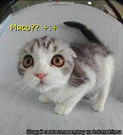 Котоматрица: Мясо?? +.+