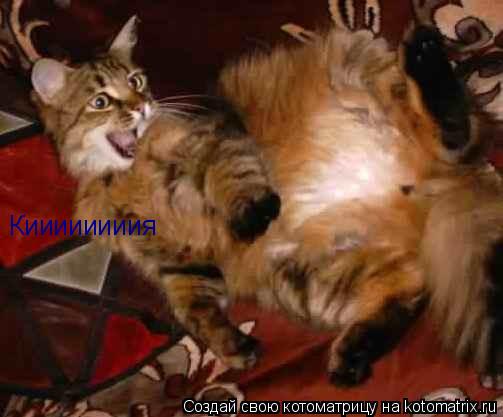 Котоматрица: Киииииииия