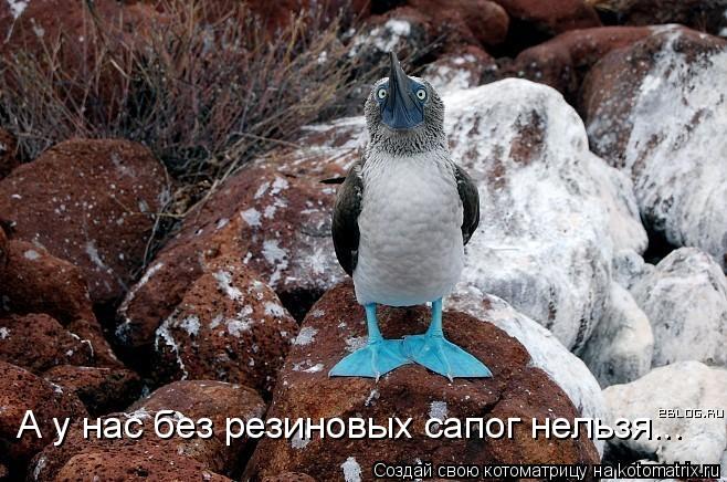 А у нас без резиновых сапог нельзя...... Котоматрица: А у нас без резиновых сапог нельзя...