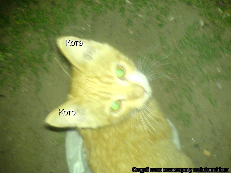Котоматрица: Котэ Котэ