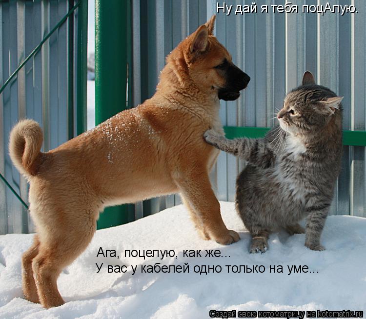 Котоматрица: Ну дай я тебя поцАлую. Ага, поцелую, как же... У вас у кабелей одно только на уме...