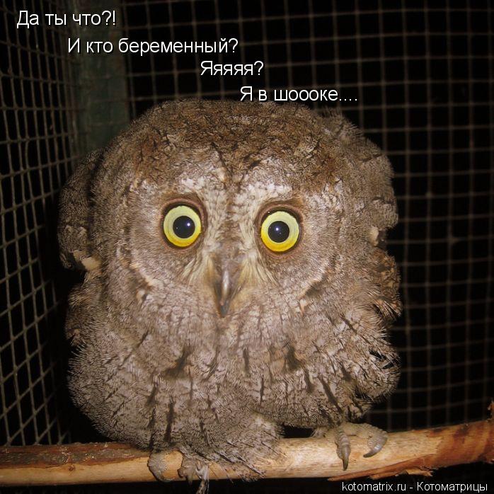 Котоматрица: Да ты что?! И кто беременный? Яяяяя? Я в шоооке....