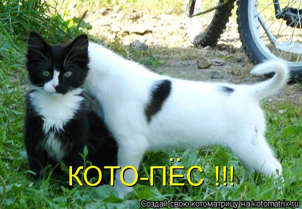 Котоматрица: КОТО-ПЕС !!! ..