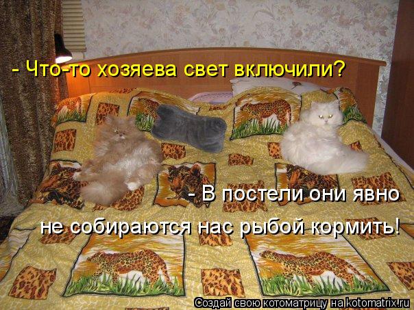 Котоматрица: - Что-то хозяева свет включили? - В постели они явно  не собираются нас рыбой кормить!