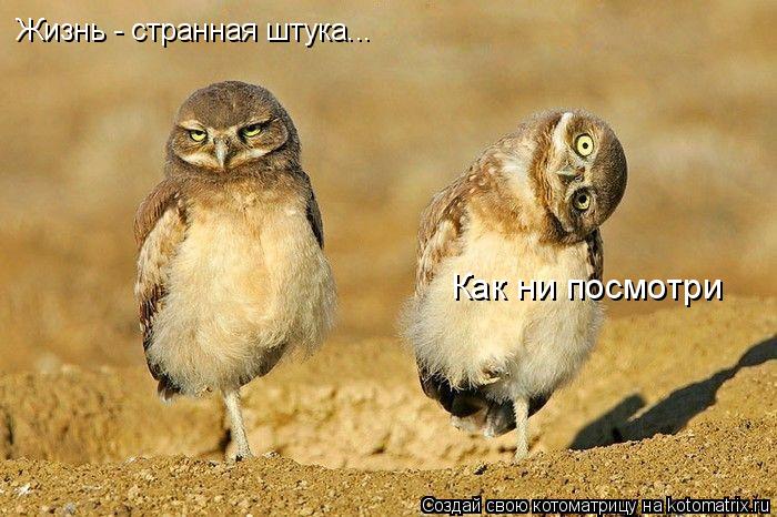 Котоматрица: Жизнь - странная штука... Как ни посмотри