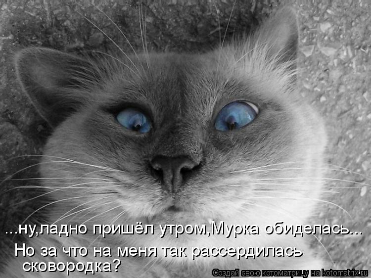 Котоматрица: ...ну,ладно пришёл утром,Мурка обиделась... сковородка? Но за что на меня так рассердилась