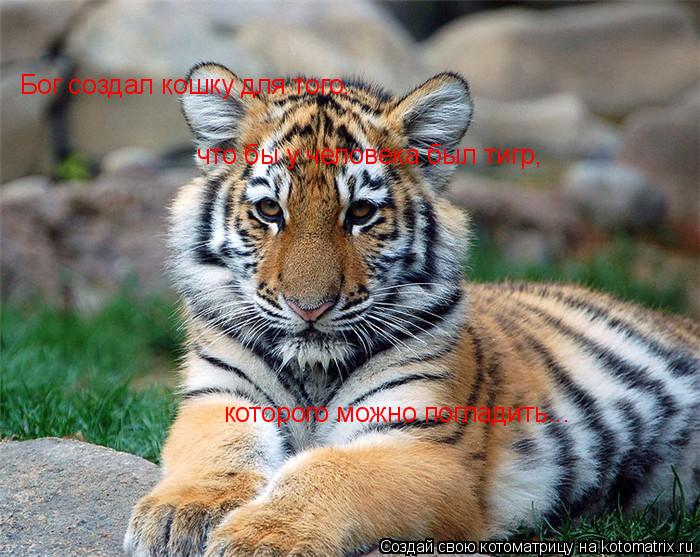 Котоматрица: Бог создал кошку для того, что бы у человека был тигр, которого можно погладить...