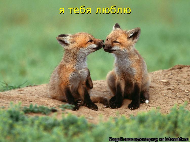 я тебя люблю... Котоматрица: я тебя люблю