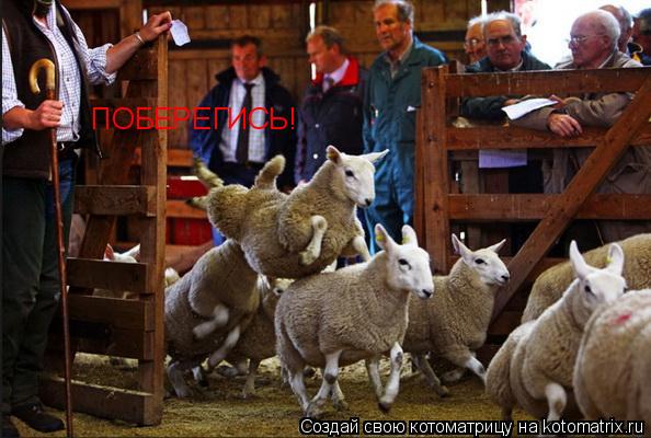 ПОБЕРЕГИСЬ!... Котоматрица: ПОБЕРЕГИСЬ!