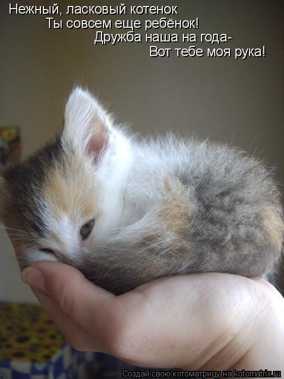 Нежный, ласковый котенок Ты совсем еще ребёнок! Дружба наша на года- Вот тебе моя рука!... Котоматрица: Нежный, ласковый котенок Ты совсем еще ребёнок! Дружба наша на года- Вот тебе моя рука!