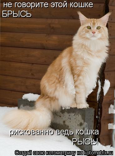 не говорите этой кошке БРЫСЬ рискованно ведь кошка РЫСЬ!... Котоматрица: не говорите этой кошке БРЫСЬ рискованно ведь кошка РЫСЬ!